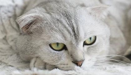 眉山伴游,定制QQ:3494206190微信:act1322